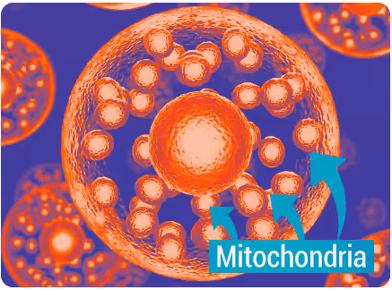 Mitolyn-mitochondria powerhouses of cells