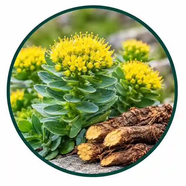 Rhodiola Rosea